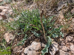Takhtajaniantha crispa