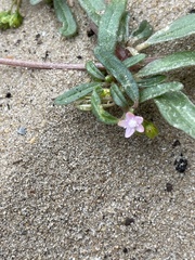 Gisekia pharnaceoides