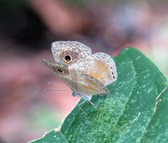 Perophthalma tullius