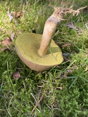 Suillus variegatus