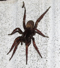 Arctosa rubicunda