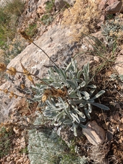 Sideritis catillaris