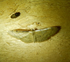 Idaea politaria