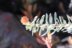 Leucospermum profugum