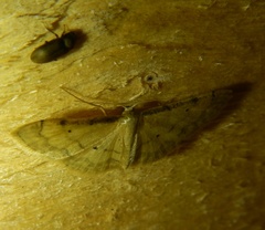 Idaea politaria