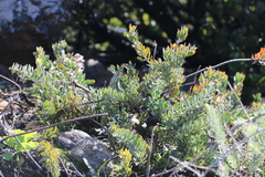 Leucospermum profugum