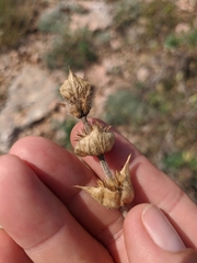 Sideritis catillaris