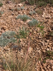 Euphorbia petrophila