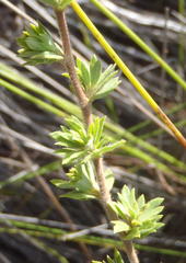 Cliffortia polygonifolia