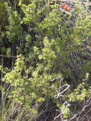 Cliffortia polygonifolia