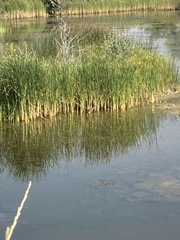 Botaurus lentiginosus