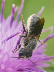 Osmia leaiana