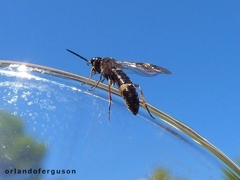 Allantus