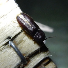 Farsus dubius