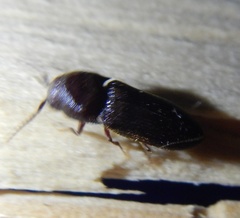 Farsus dubius