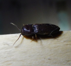 Farsus dubius