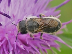 Osmia leaiana