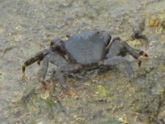 Pachygrapsus marmoratus