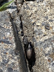 Anisodactylus rusticus