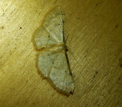 Idaea politaria