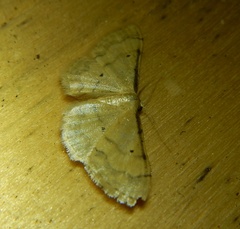 Idaea politaria