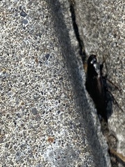 Anisodactylus rusticus