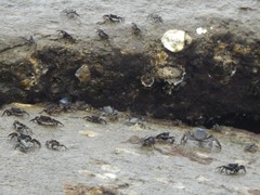 Pachygrapsus marmoratus