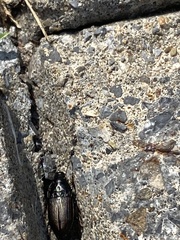 Anisodactylus rusticus