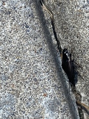 Anisodactylus rusticus