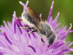 Osmia leaiana