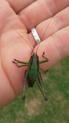 Alfredectes semiaeneus