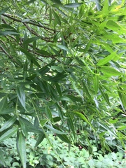 Fraxinus angustifolia oxycarpa