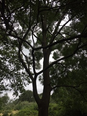 Fraxinus angustifolia oxycarpa