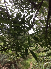 Fraxinus angustifolia oxycarpa