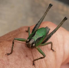 Alfredectes semiaeneus
