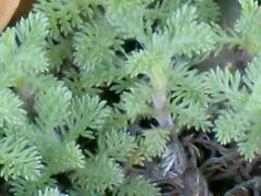 Cotula discolor