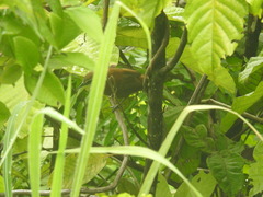 Pheugopedius fasciatoventris