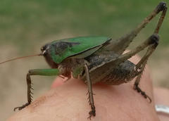 Alfredectes semiaeneus