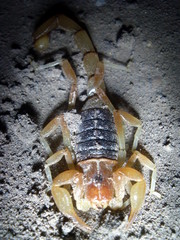 Hadruroides