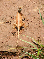 Agama armata