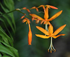 Crocosmia aurea aurea
