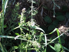 Centaurea corcubionensis