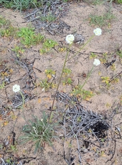Manulea altissima glabricaulis