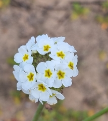 Manulea altissima glabricaulis