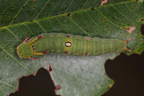 Silver-barred Charaxes