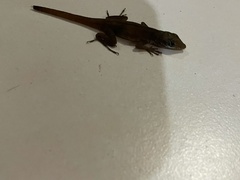 Anolis wattsii
