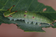 Charaxes druceanus moerens
