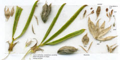 Psoralea uncinata