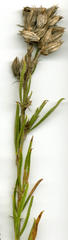 Psoralea uncinata