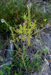 Psoralea uncinata